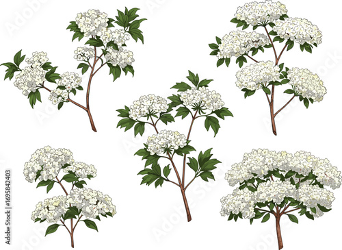 White flowering trees and shrubs botanical vector illustration with green leaves, seasonal spring blossom plants for nature, garden, and landscape design