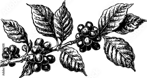 Coffee bean branch with detailed leaves in black and white. Vintage vector illustration ideal for botanical art or decoration set.