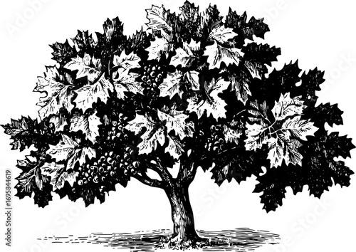 Vintage black and white tree vector illustration showcasing detailed leaves and grapes in a classic outline style.