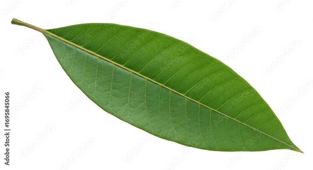 Fototapeta premium Single vibrant green leaf isolated on white 8.