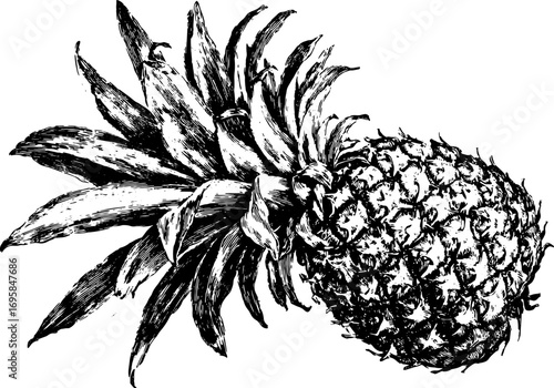Outline illustration of a pineapple in black and white. Vintage vector engraving showcasing detailed texture and shape in a single set.
