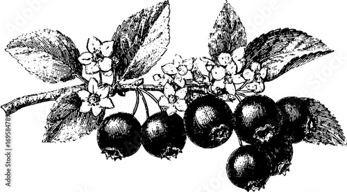 Vintage engraving of a blueberry branch with detailed flowers and leaves. This black and white vector illustration captures natural elements in a classic design.