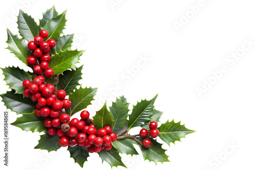 Festive Holly Berry Branch with Green Leaves on Transparent Background