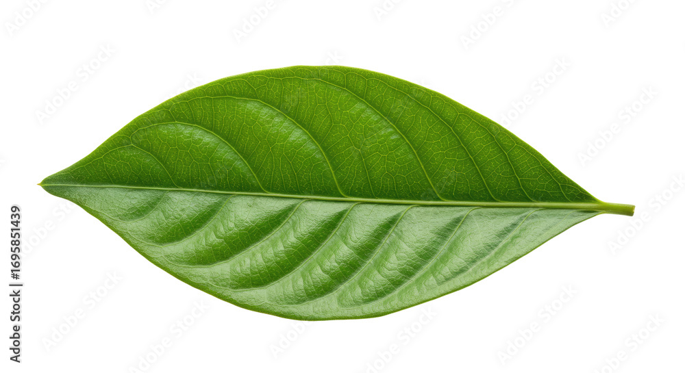 Obraz premium Single vibrant green leaf isolated on white 46.
