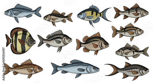 Collection of twelve different types of fish with varying colors and fins