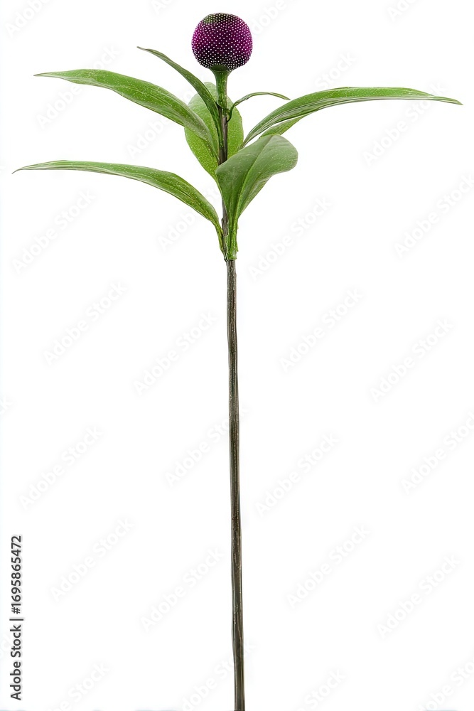 Fototapeta premium Purple flower stem with leaves on white background