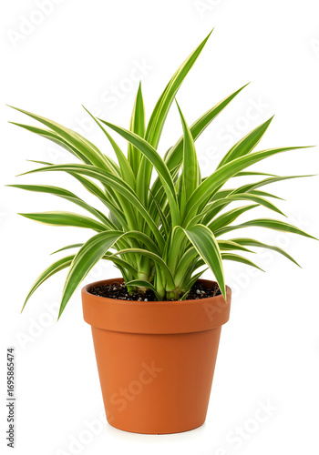 Spider Plant in Terracotta Pot – Tanaman Lidah Mertua Mini Spider Plant dalam Pot Tanah Liat