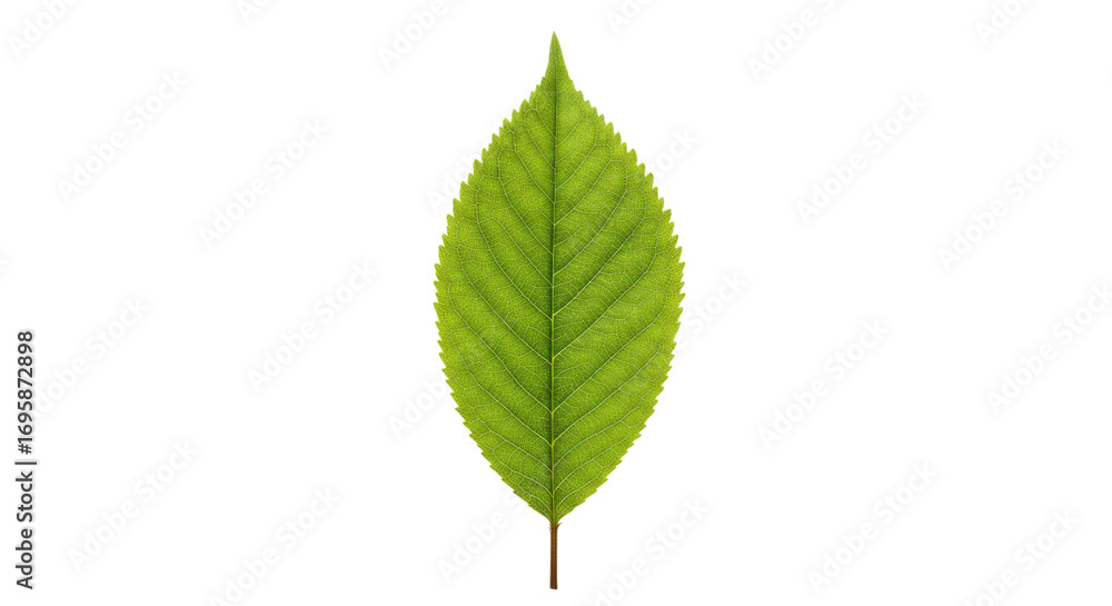 Fototapeta premium Single vibrant green leaf isolated on white.