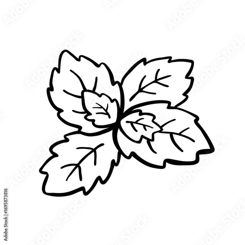 Hand drawn mint leaves illustration. Doodle mint illustration. 