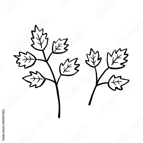 Hand drawn parsley herb illustration. Doodle parsley illustration. 