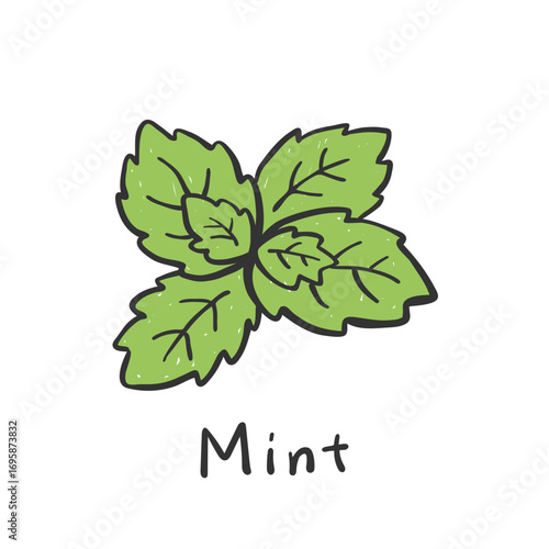 Hand drawn mint leaves illustration. Doodle mint illustration. 