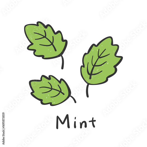 Hand drawn mint leaves illustration. Doodle mint leaves illustration. 