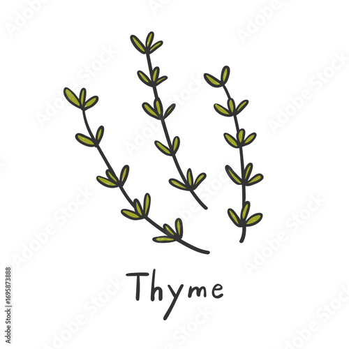 Hand drawn thyme illustration. Doodle thyme illustration.