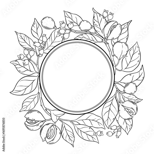 Nutmeg Branch with Flowers, Nuts and Leaves Outline Round Frame. Organic natural nutritional healthy food ingredient, vegetarian diet product. Vector isolated for design or decoration.