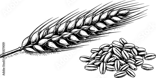 Ear of Wheat and Grain Isolated on White Background – Organic Agriculture, Barley, Rice, Millet, Natural Food and Bread Crop Vector Illustration