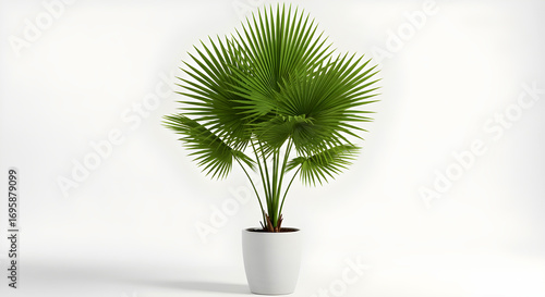 Fan Palm Plant in White Pot – Tanaman Palem Kipas dalam Pot Putih