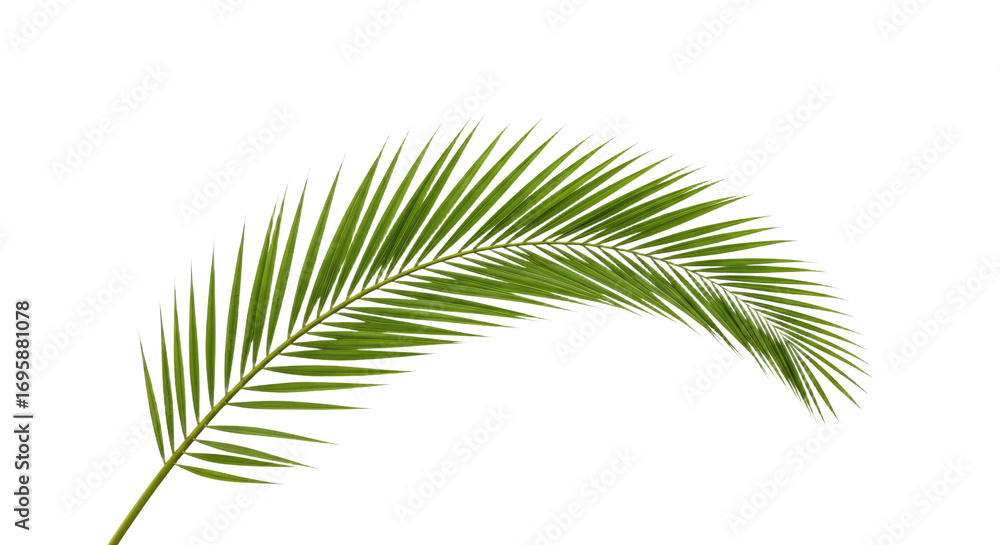 Fototapeta premium Single vibrant green palm frond isolated.