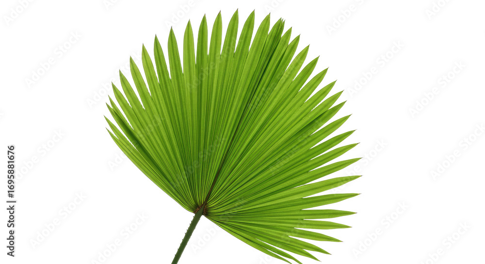 Obraz premium Single vibrant green palm leaf frond.