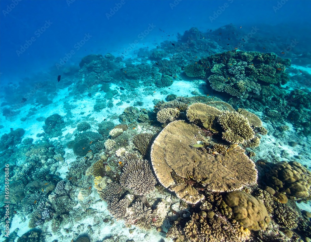 Obraz premium Underwater coral reef scene (6)