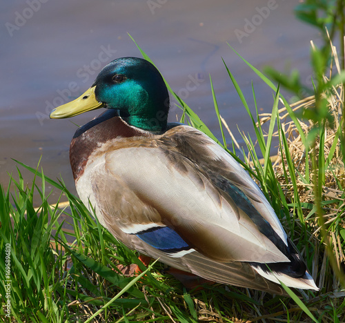 mallard duck sits on the shore