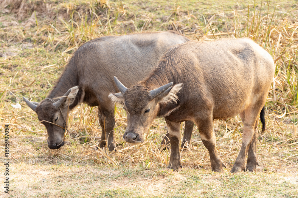 Fototapeta premium A large Thai buffalo and other wild animals are grazing in a grassland during a nature tour.