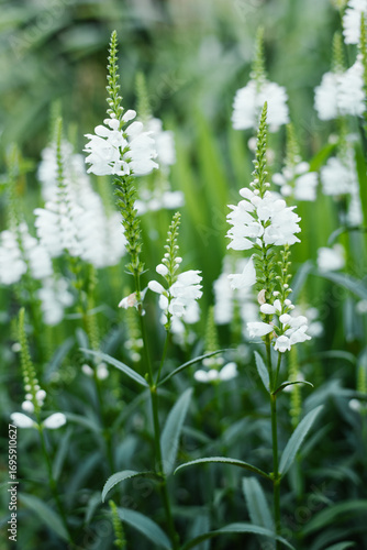 Foto White obedient plant blooming in summer garden