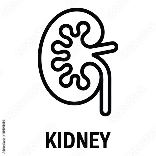 Kidney illustration for medical use in health and science publications and presentations of human body parts silhouette