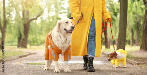 Canvas Print Funny dogs and owner in raincoats walking outdoors