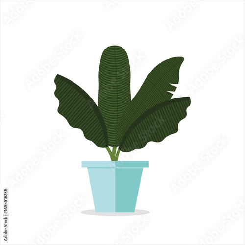 Musa Decorative Plant on a Pot Colored Flat Illustration