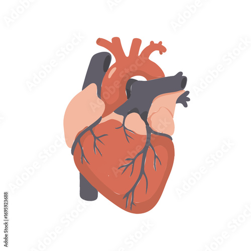 Human heart anatomy illustration, medical concept, cardiovascular system, health care