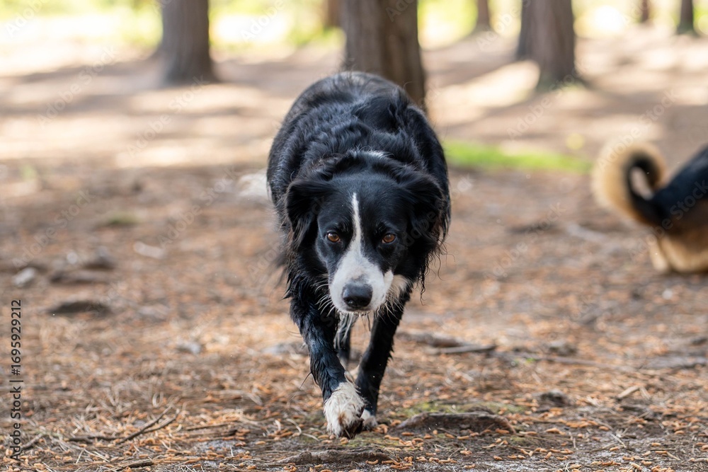Fototapeta premium Border Collie in Sunlit Forest