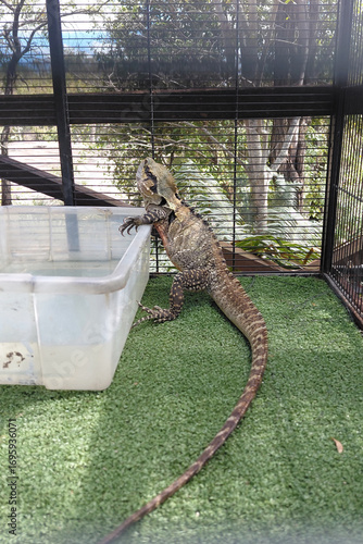 Quadro em tela Lizard in outdoor enclosure with water container on artificial grass