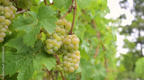 Wallpaper Mural Green ripe riesling wine grapes growing on vine, vineyard in Trier, Mosel Valley Germany, landscape and agriculture at Moselle river Torontodigital.ca