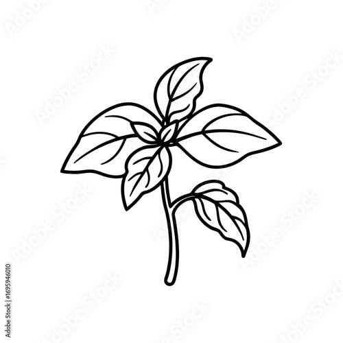 Outline drawing of a basil plant sprig on transparent background