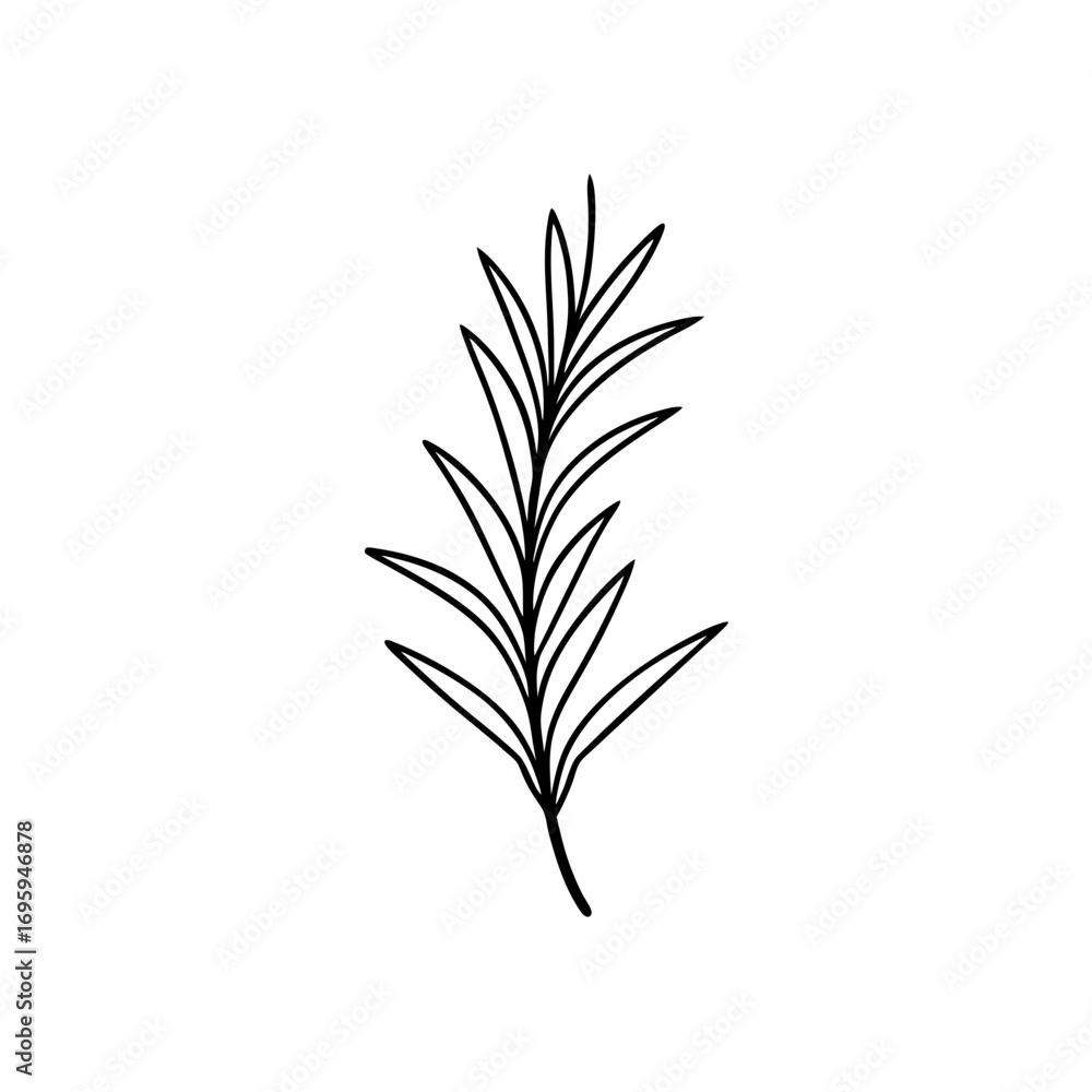 Fototapeta premium Simple outline drawing of a rosemary sprig on transparent background
