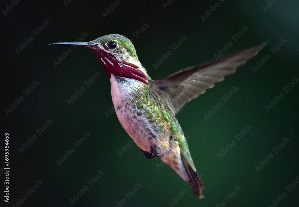 Fototapeta premium close up of colorful male calliope hummingbird in flight in summer in broomfield, colorado