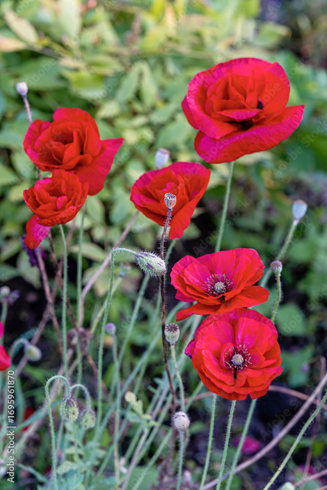 Obraz premium Beautiful red poppy flower blooming in natural garden setting