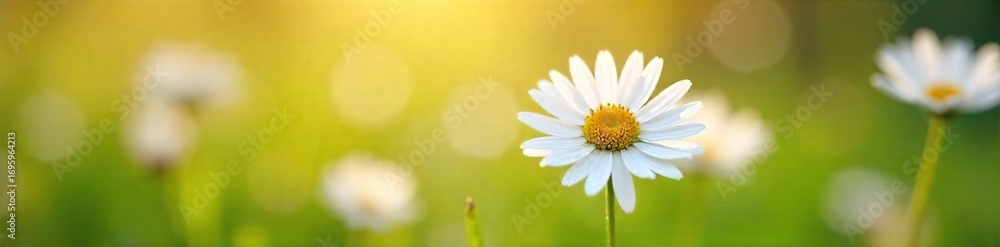 Naklejka premium Close-up view of delicate chamomile flowers blossoming in a vibrant spring meadow, sunlight illuminating petals Pure natural beauty, perfect for wellness and nature themes , vibrant, fresh