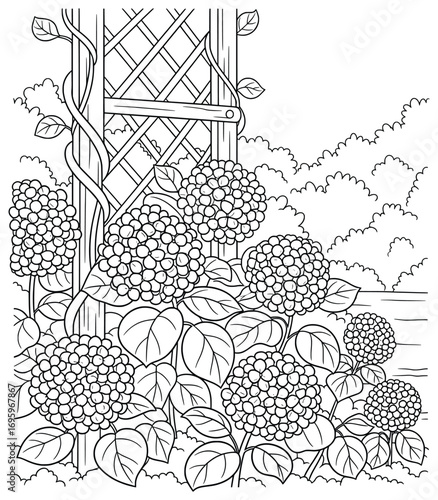 Hydrangea flowers line art vector illustration blooming beside wooden trellis with leafy vines and garden background designed as a detailed botanical coloring page for relaxation and creativity