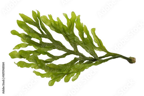 green beans on white background