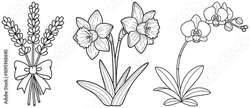 Flower illustration featuring a bouquet of lavender tied with a ribbon, blooming daffodils, and elegant orchid flowers in a clean black and white vector style