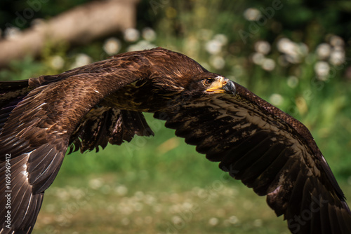 white tailed eagle in flight
