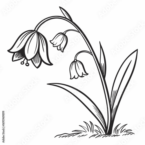 Elegant hand-drawn sketch of bellflower blooms, perfect for botanical prints or vintage-inspired designs, available for commercial use, download now