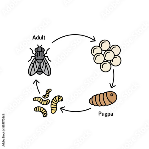 Illustration depicting the life cycle of a fly, showing the adult fly, eggs, pupa, and larvae stages in a circular diagram.