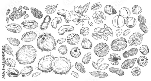 Hazelnut, almond, walnut, peanut, coconut, pecan, pistachio, cashew, nutmeg seed vector. Isolated on white background. Nut milk, butter food ingredient. Engraved hand drawn illustration.