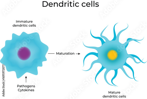 Dendritic Cell Maturation From Immature to Mature Cells Vector Illustration