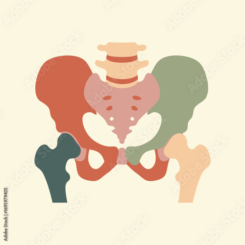 Detailed Medical Illustration of Human Pelvic Bone Anatomy with Sacrum and Hip Joint Structure for Educational and Healthcare Use