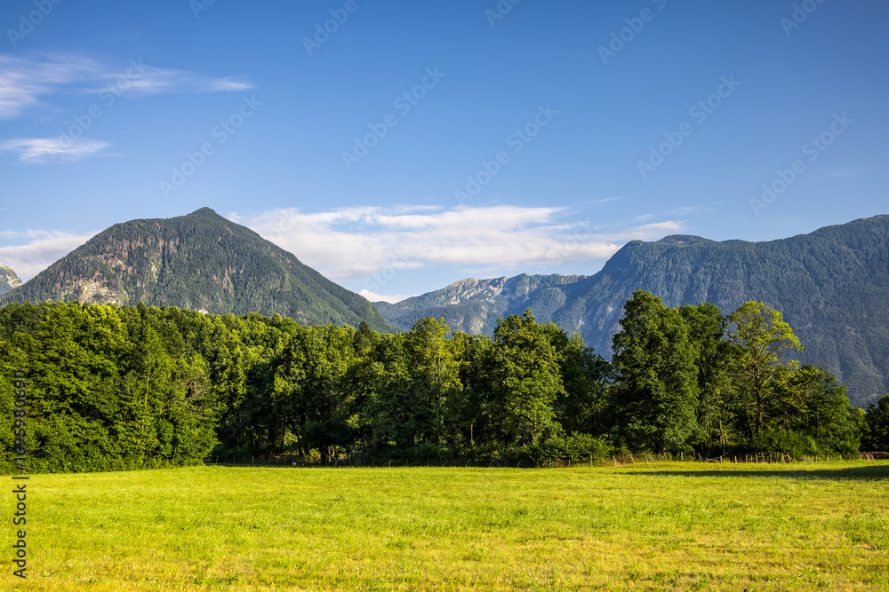 Obraz premium mountain forested landscape with lush light green and yellow field under a clear blue sky. rural farming and natural agriculture