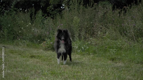 Beautiful Sheltie Dog Enjoying a Walk Outdoors