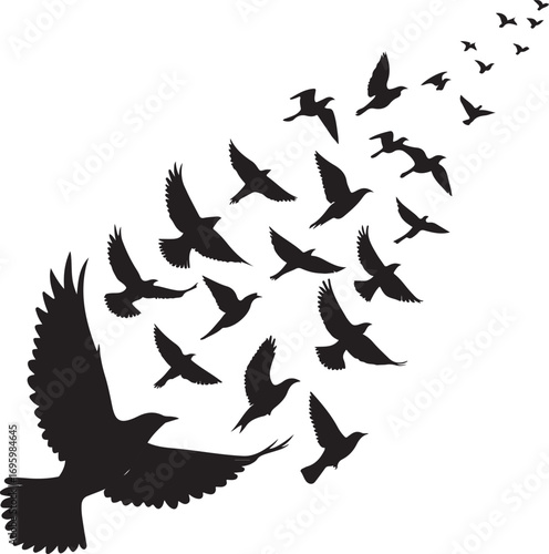 Flock of black birds in silhouette flying across a white background vector